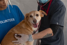 Bekrachtiging en afkondiging wijzigingsdecreet Vlaamse Codex Dierenwelzijn